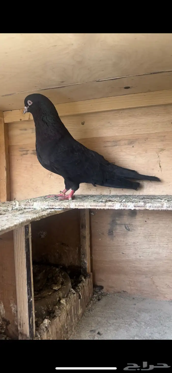 حمام قطيفي (تم البيع ) 2