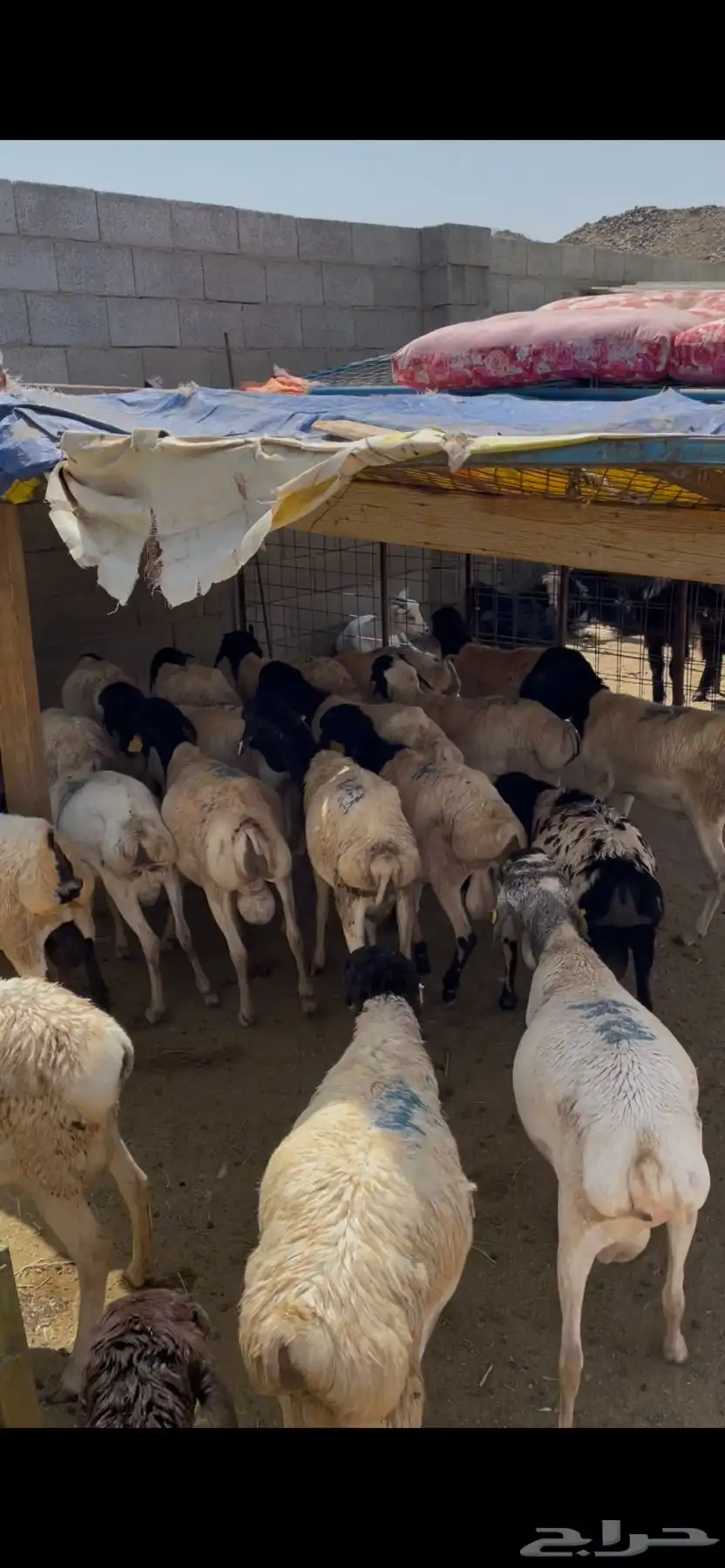 طليان بربري 2