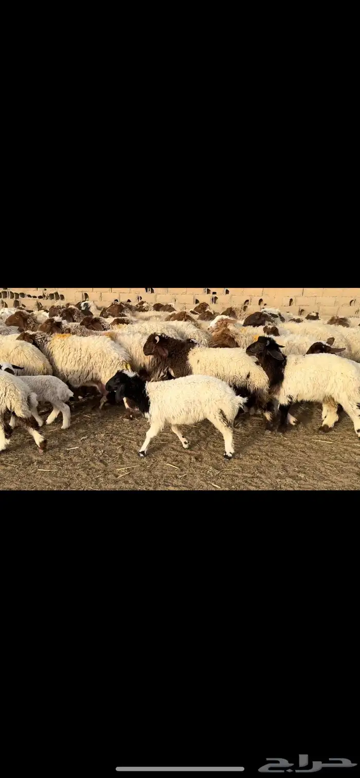 غنم نعيم مطافيل 3