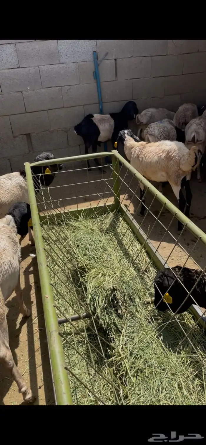 طليان بربري 1