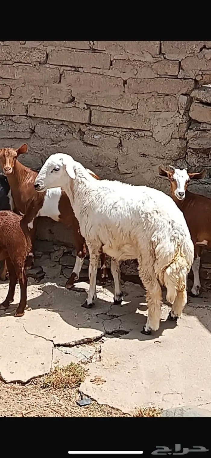 خروف للبيع فل ناهي شحم 0