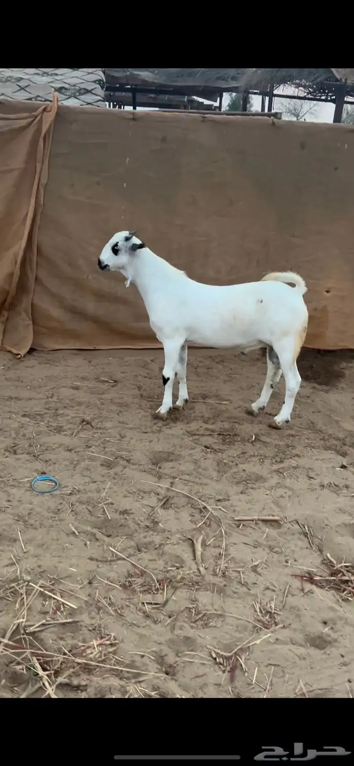 مشروع فحل بيشي 0
