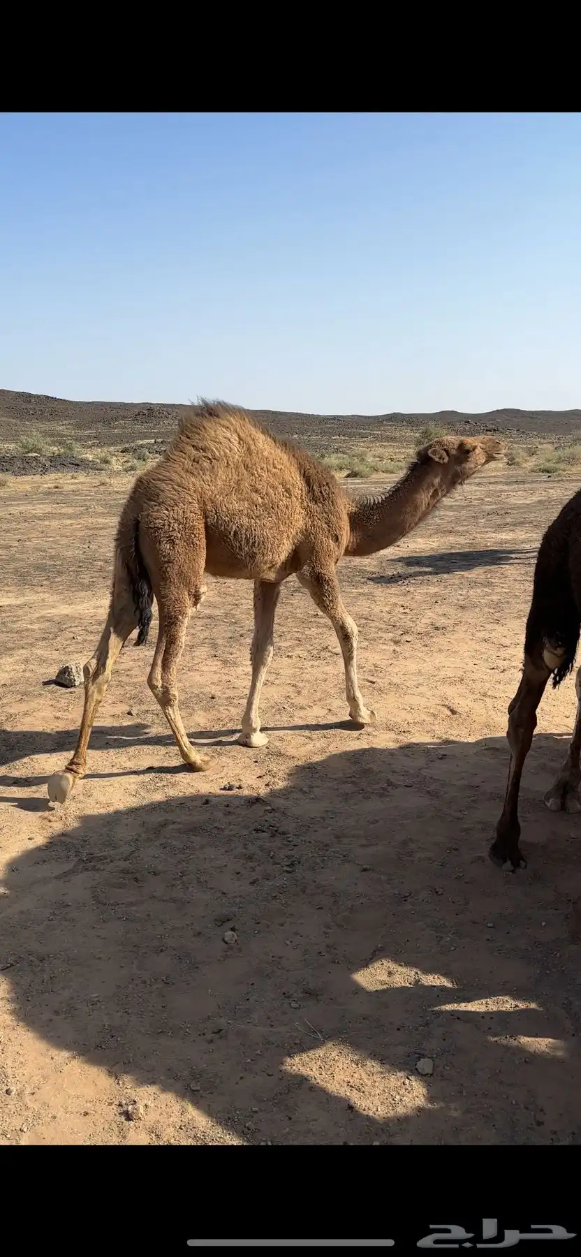 قعدان 1