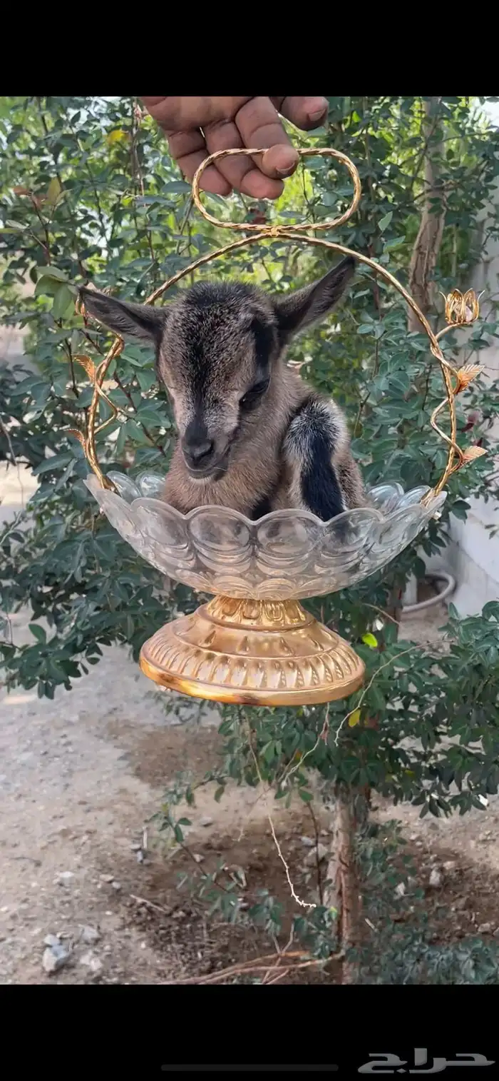 ماعز قزم 1