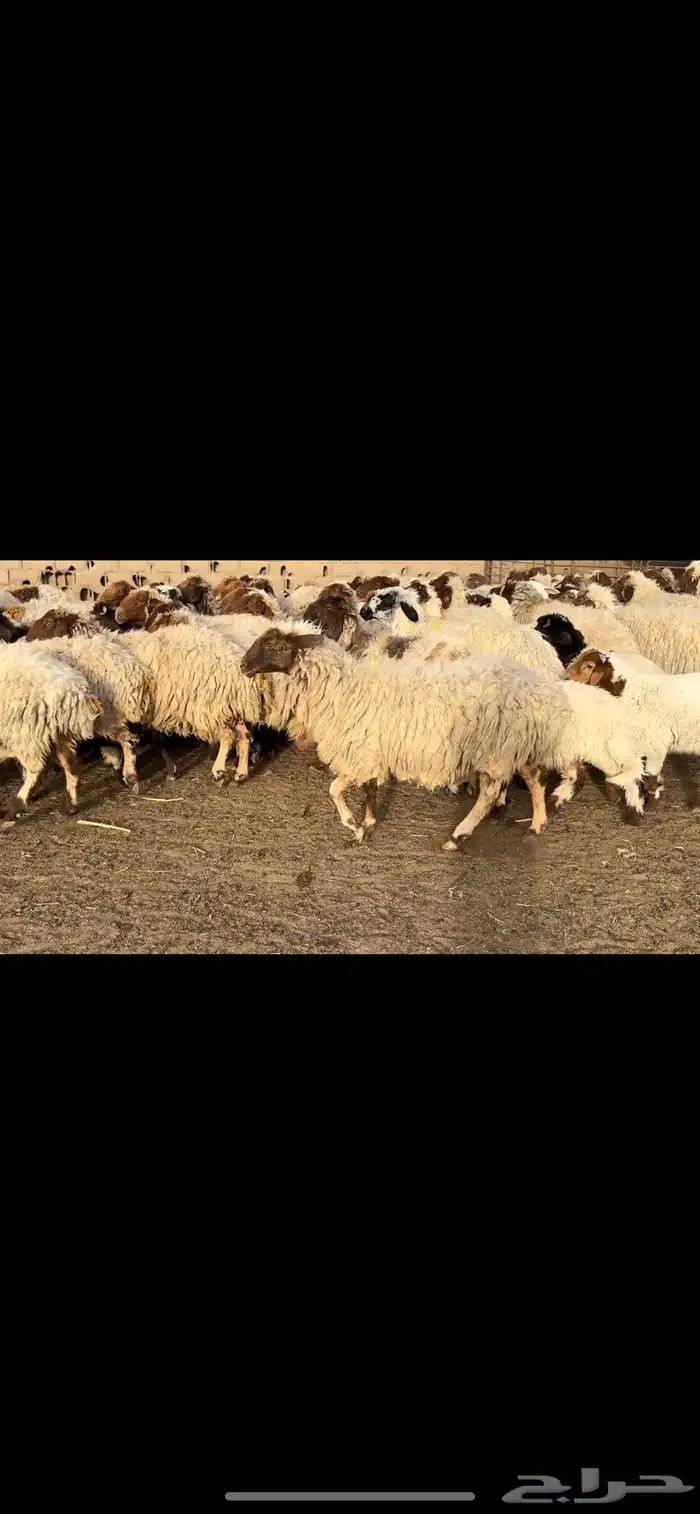 غنم نعيم مطافيل 6