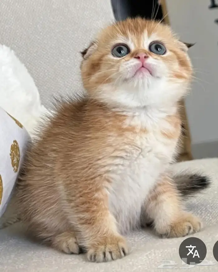 استضافة القطط 0