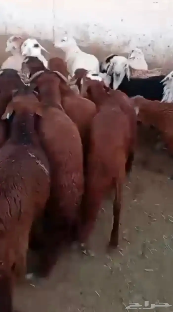 سواكن حمريات مرابي للمناسبات 5