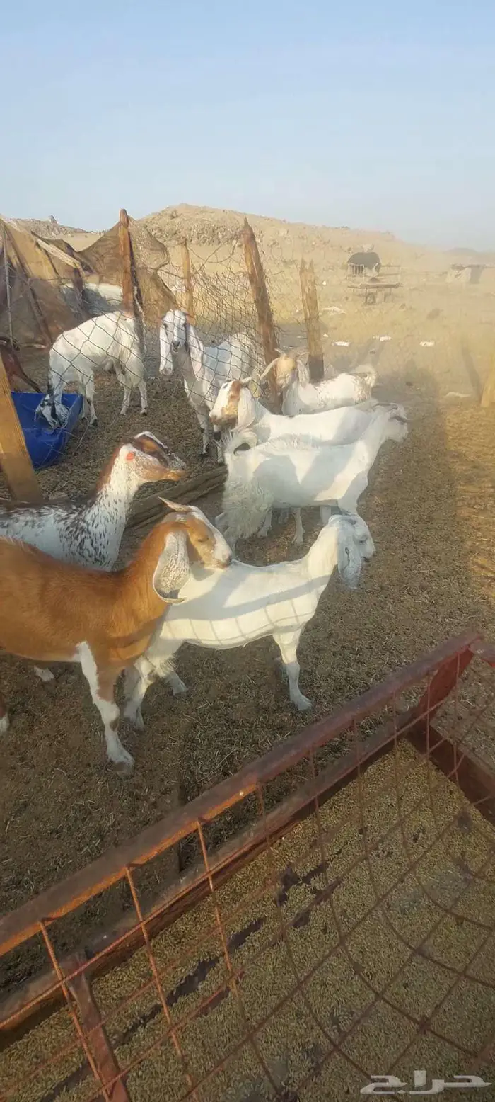 فحل أدهم وجفار مقاني .. وخلفات معزا 0