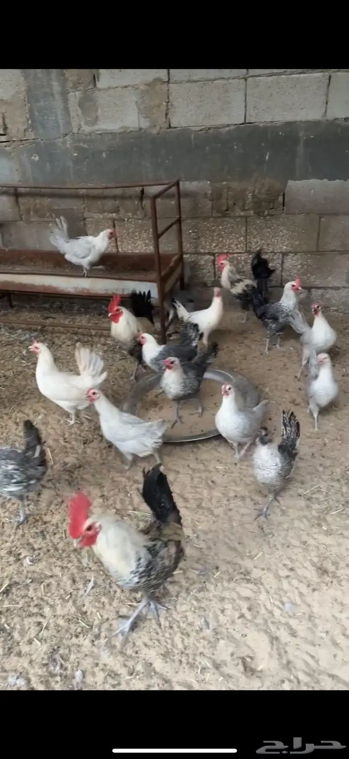 دجاج فيومي للبيع 2