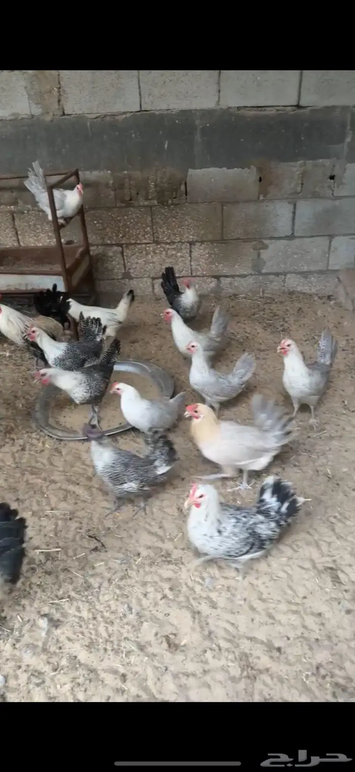 دجاج فيومي للبيع 1