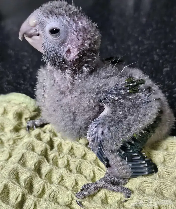 4 فروخ كنيور 3 بلو شيك و كريمسون 8