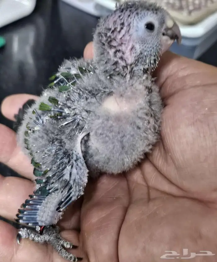 4 فروخ كنيور 3 بلو شيك و كريمسون 9