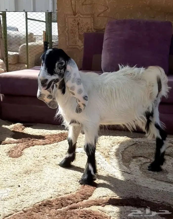 تيس مخلوق بثلاث رجول فقط 2
