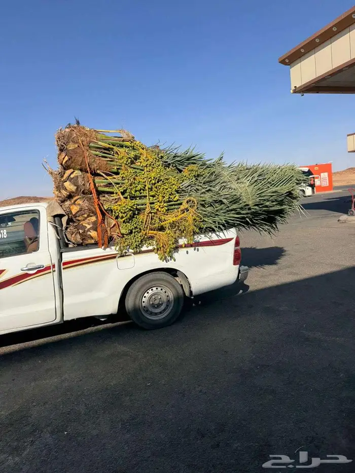 نخيل لبيع 2