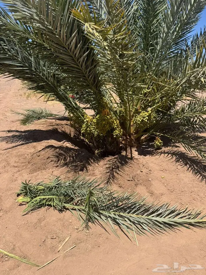 نخيل لبيع 1