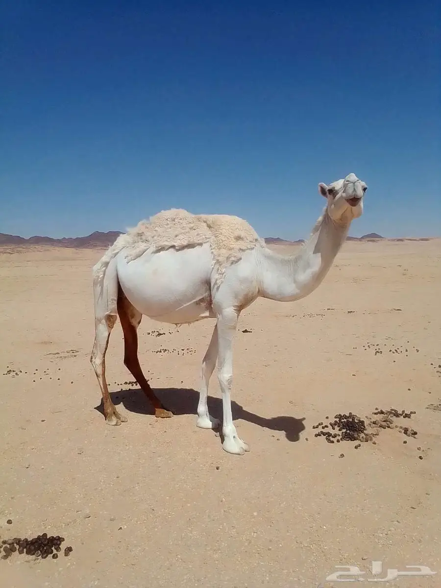 للبيع ناقه لقحه طيبه الموقع ضوحي تيماء 0