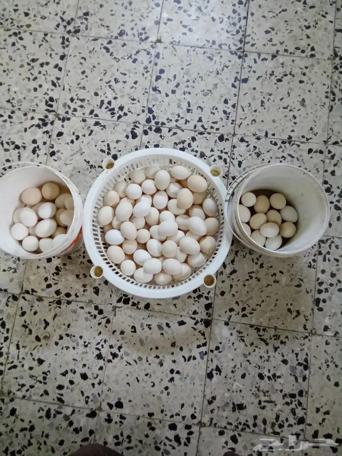 أربعة أطباق بيض بلدي 0