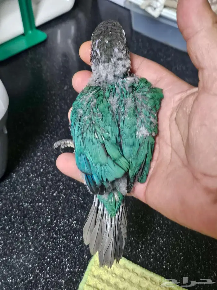 4 فروخ كنيور 3 بلو شيك و كريمسون 1