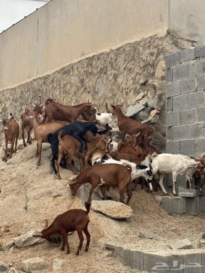 تيوس للبيع 1