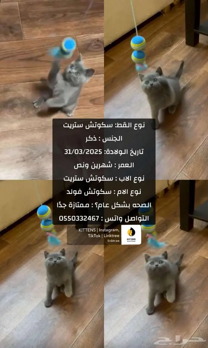 سكوتش 6