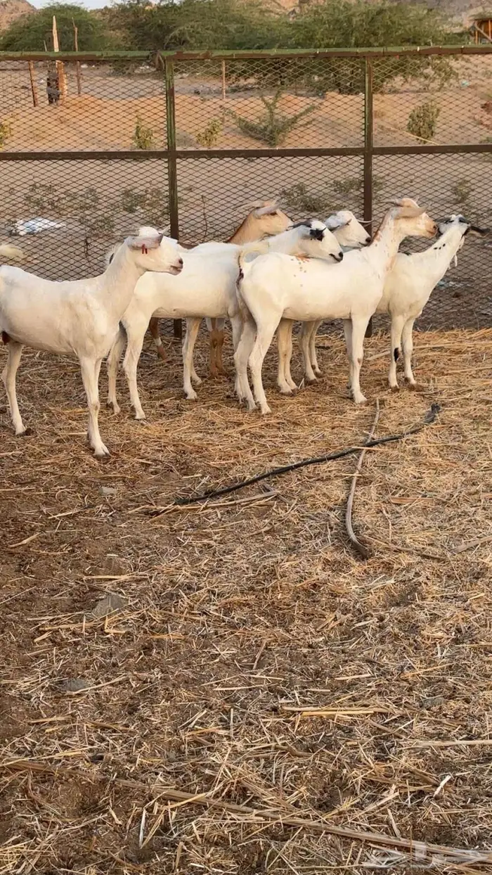 جفار بيشي برص وكحل 5