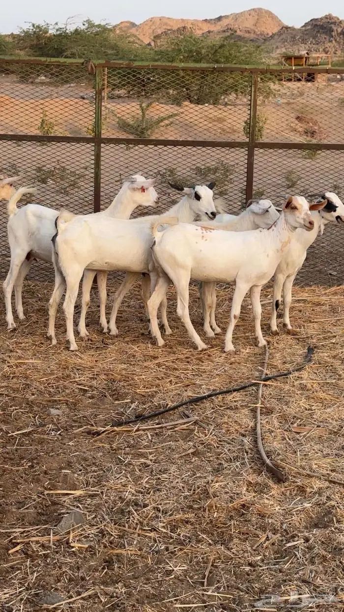 جفار بيشي برص وكحل 9