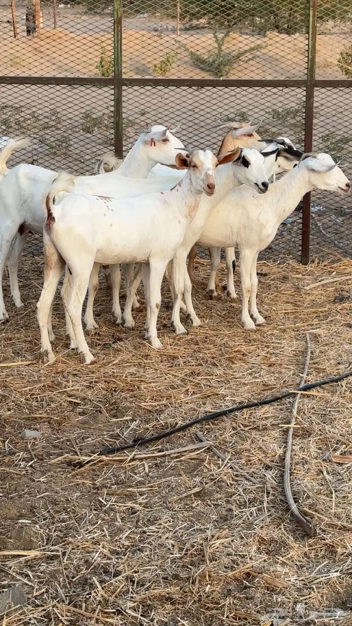 جفار بيشي برص وكحل 3