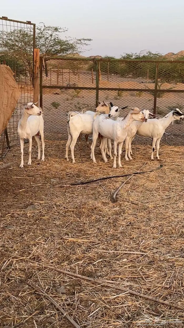 جفار بيشي برص وكحل 2