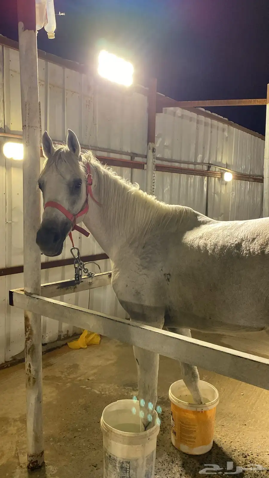 خيل فحل 4