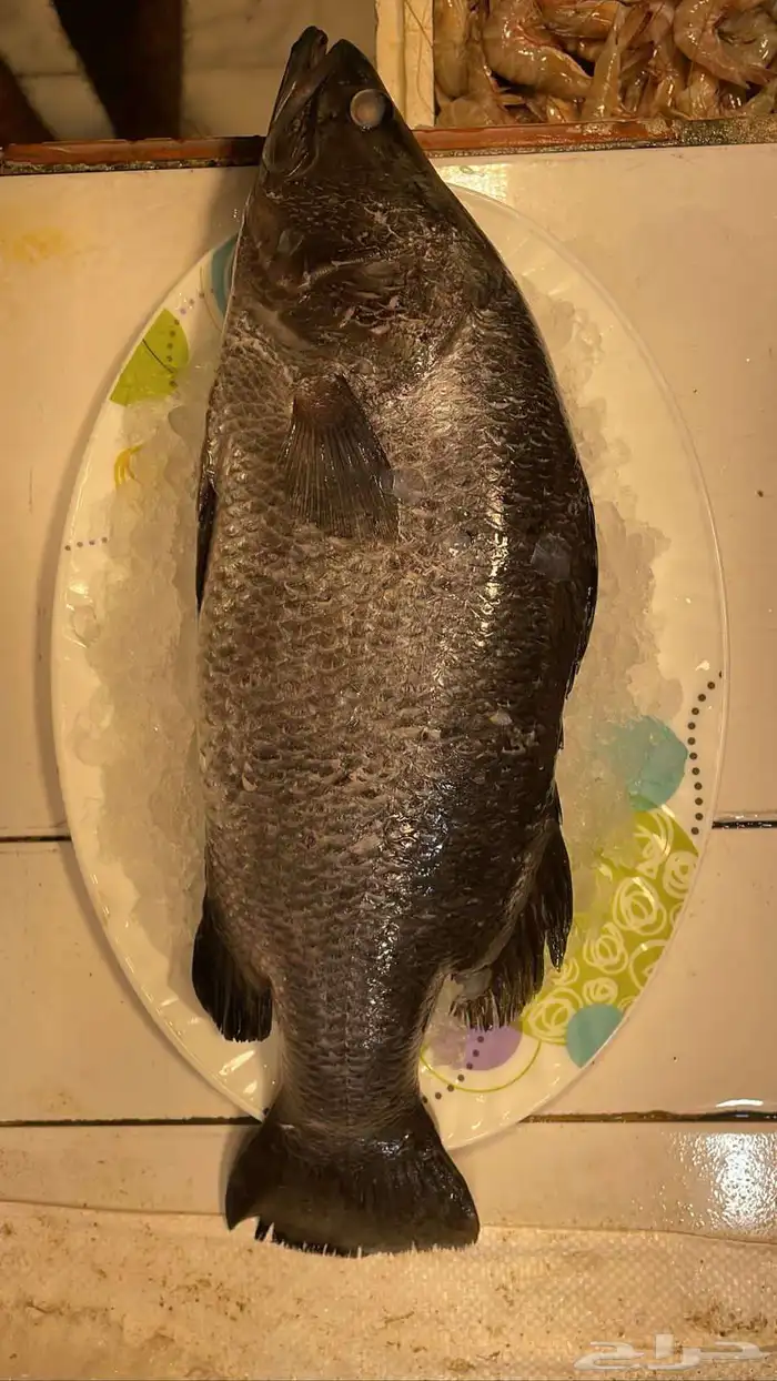 للبيع سمك وروبيان 8