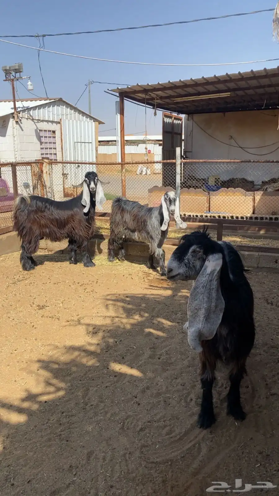 تم البيع 2
