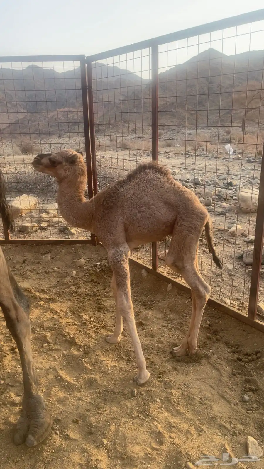 قعود ضيار 0