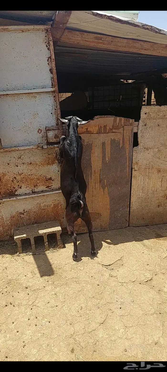 تيس ذبيحه فل شحم. تم البيع 1