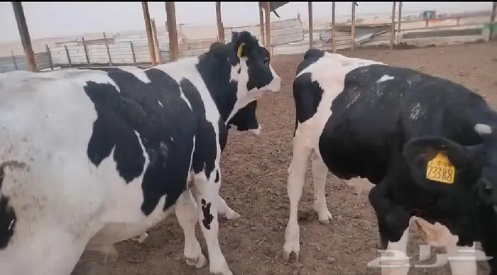 للبيع عجول بتلو هولندي 3