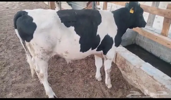 للبيع عجول بتلو هولندي 2