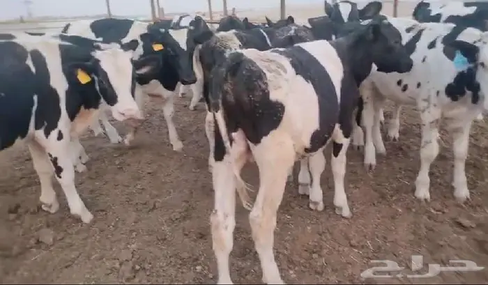 للبيع عجول بتلو هولندي 0