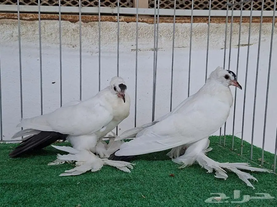 سوالو سنب 0
