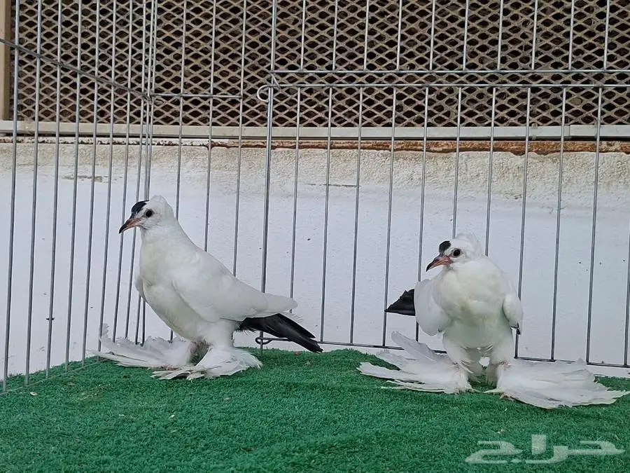 سوالو سنب 2