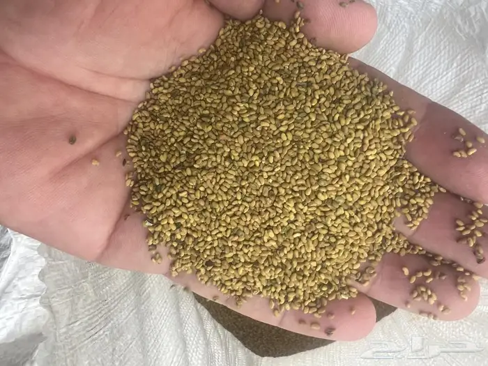 بذور برسيم للبيع 0