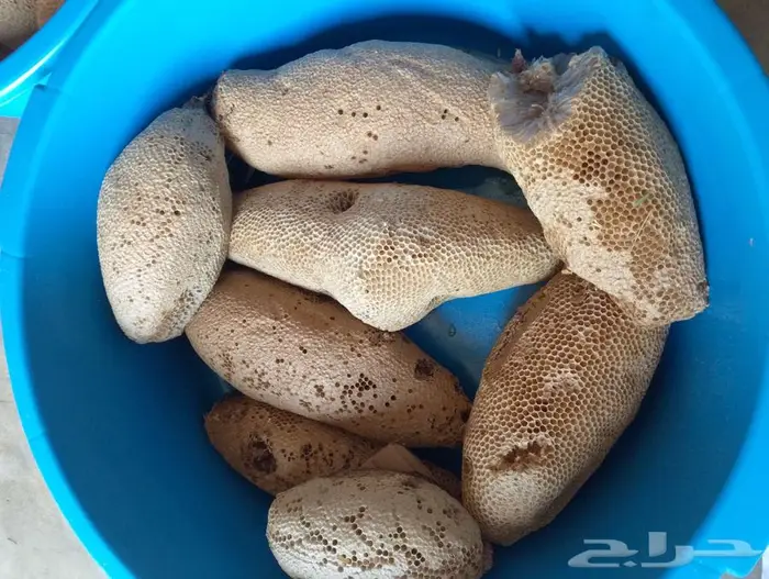 عسل بري حر لايتدخل فيه الانسان 11 كيلو من جميع الأشجار 1