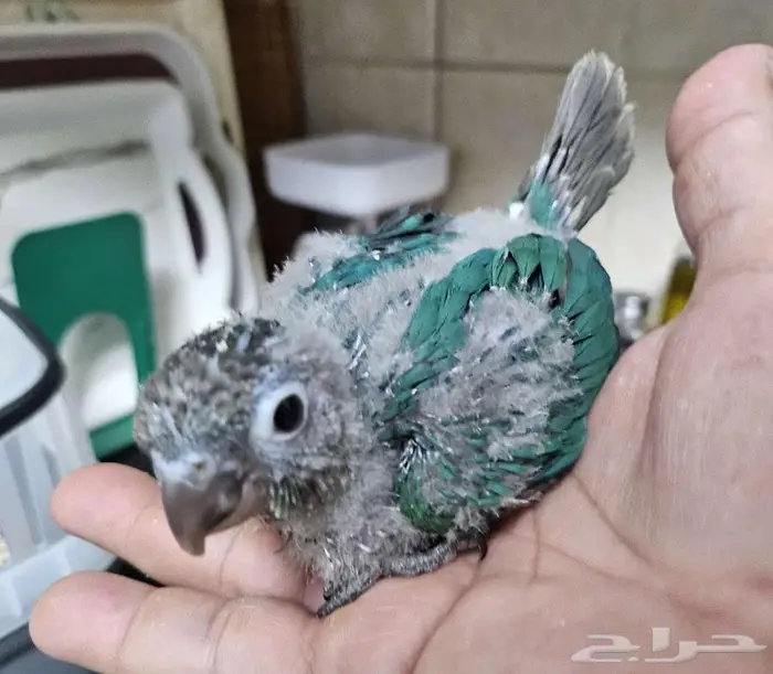 4 فروخ كنيور 3 بلو شيك و كريمسون 4