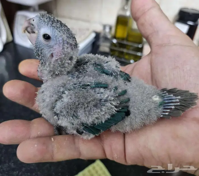 4 فروخ كنيور 3 بلو شيك و كريمسون 7