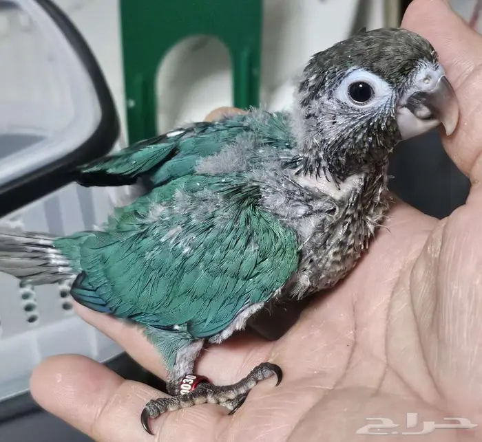 4 فروخ كنيور 3 بلو شيك و كريمسون 0