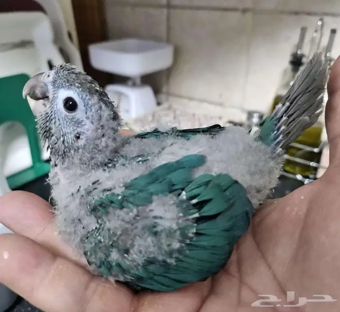 4 فروخ كنيور 3 بلو شيك و كريمسون 5