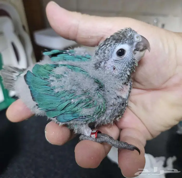 4 فروخ كنيور 3 بلو شيك و كريمسون 3