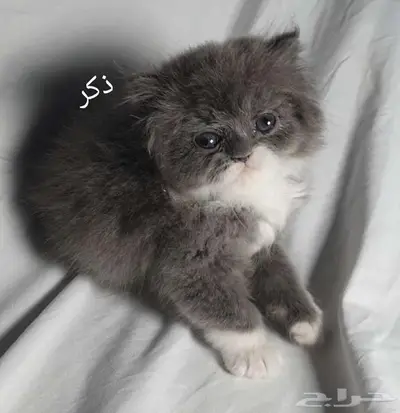 للبيع سكوتش فولد ليلكي 3