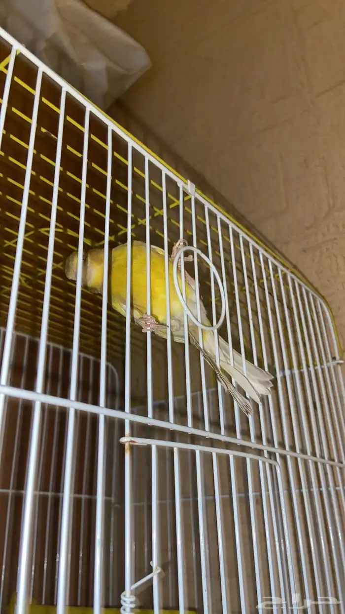 طيور للبيع 2