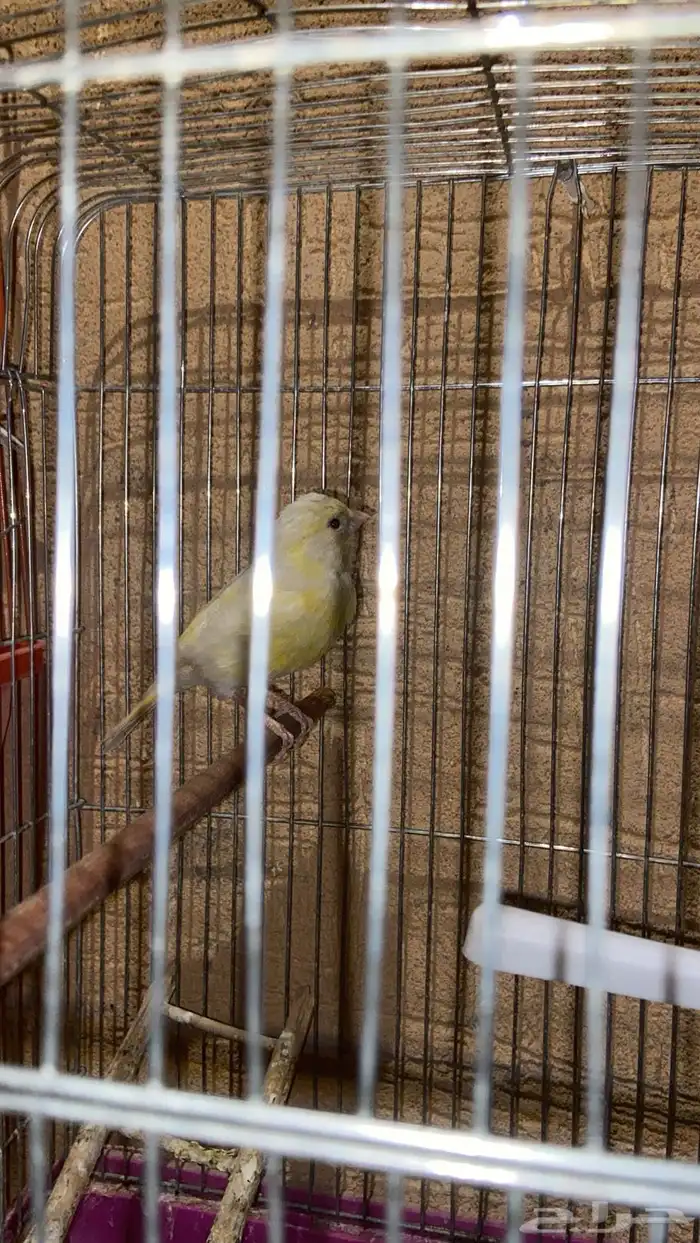 طيور للبيع 3