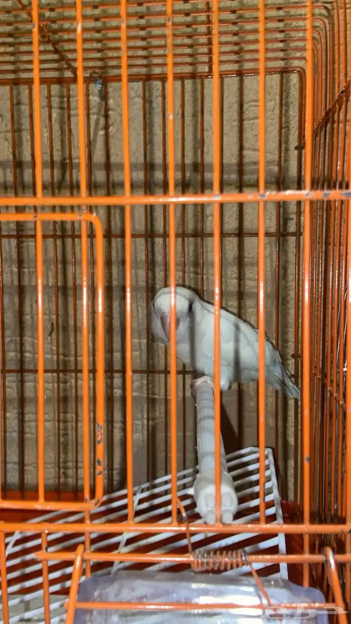 طيور للبيع 1