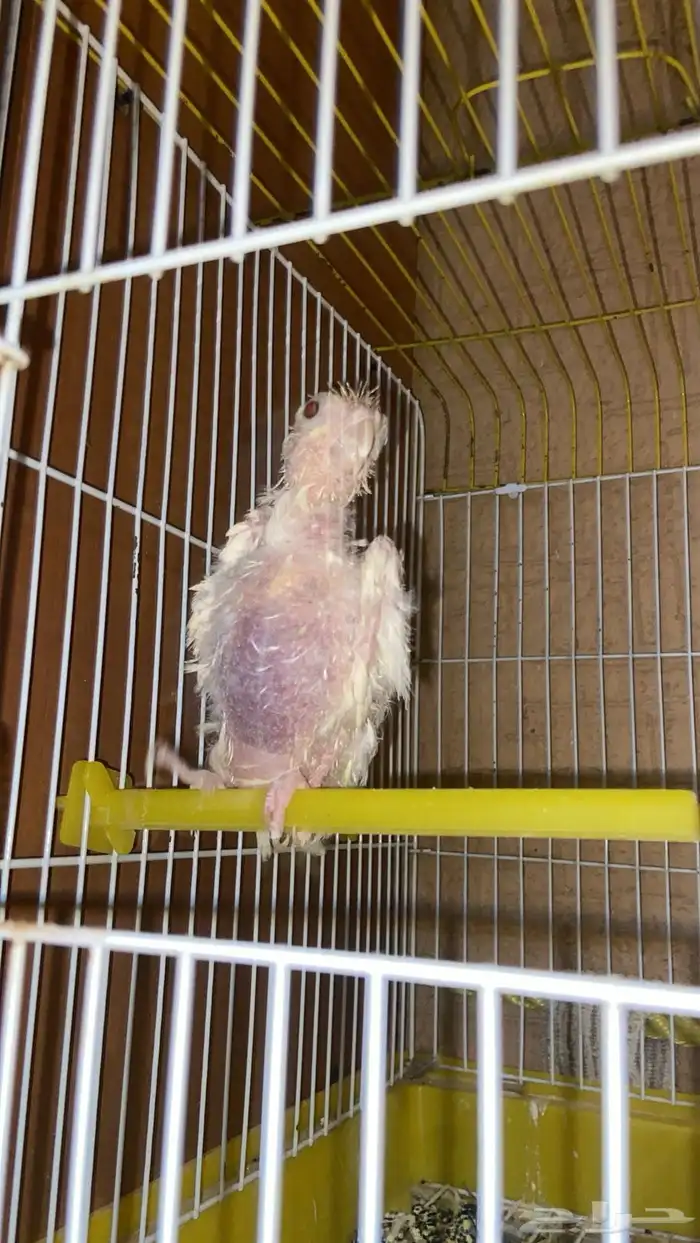 طيور للبيع 0